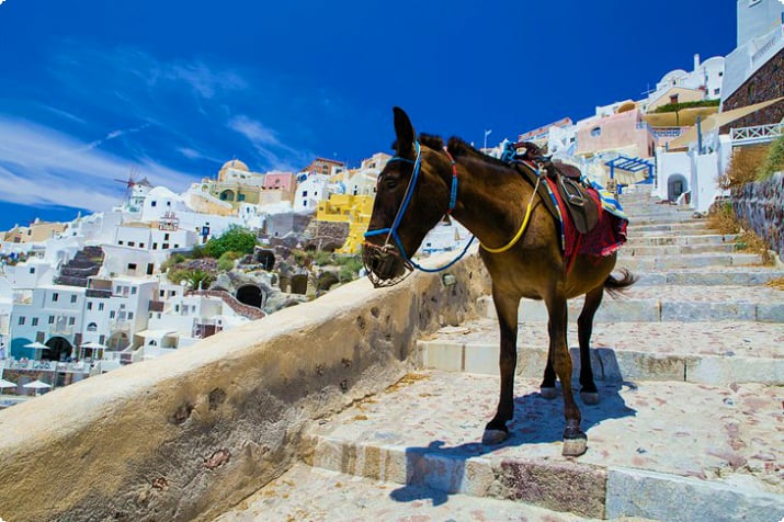 Esel på Santorini