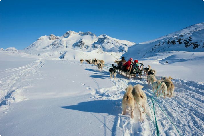 Tasiilaq, Grönland'da köpek kızağı turu