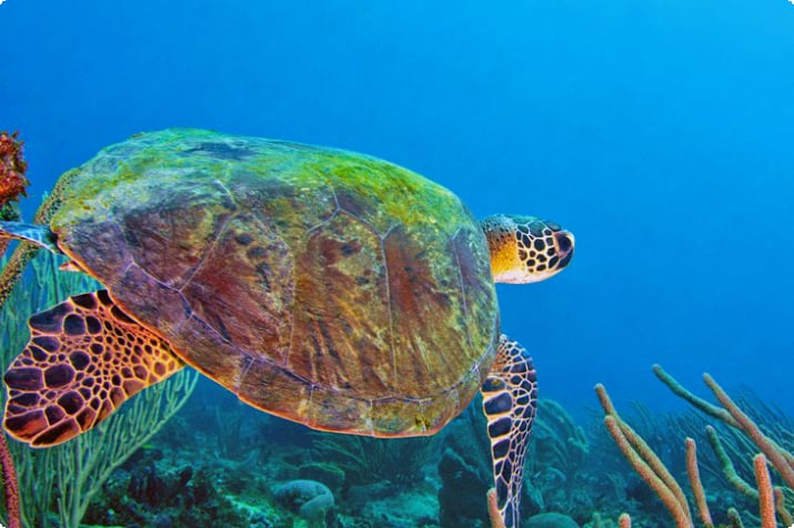 Зеленая морская черепаха в Гренаде