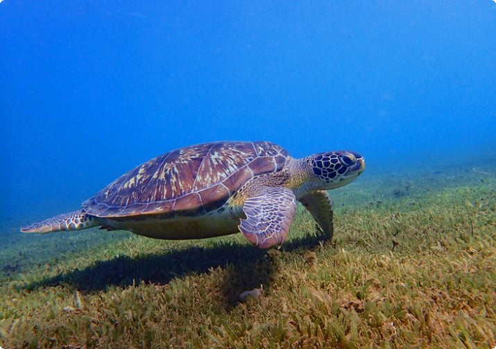Морская черепаха в Гваделупе