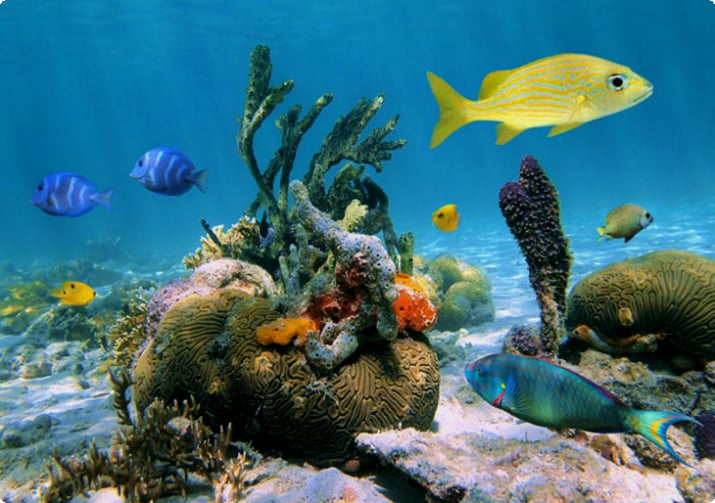 Das Unterwasserreservat von Jacques Cousteau