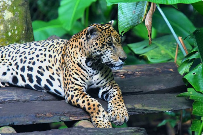 Jaguar in dierentuin van Guadeloupe