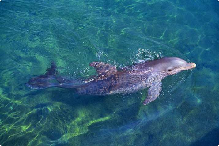 Dolphinbegegnung, Roatán Institut für Meereswissenschaften