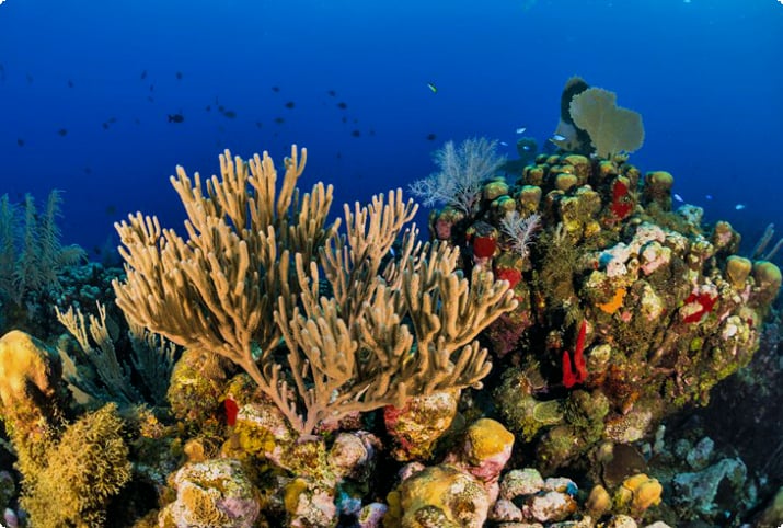 Kolorowa rafa koralowa u wybrzeży Utila, Bay Islands