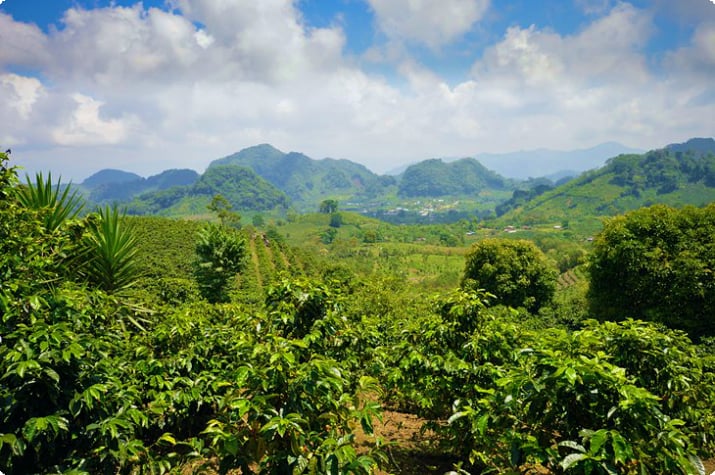 Batı Honduras Yaylaları'ndaki kahve tarlaları