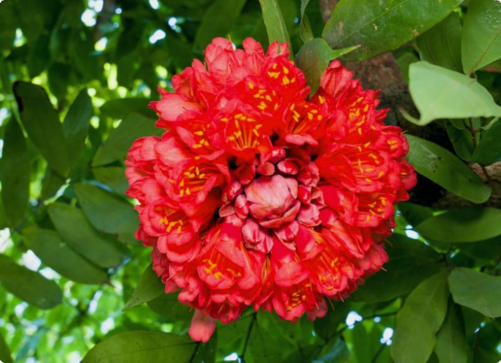 Strålende rød blomst ved Lancetilla Botanical Gardens