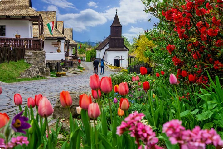 Тюльпаны в деревне Холлоко