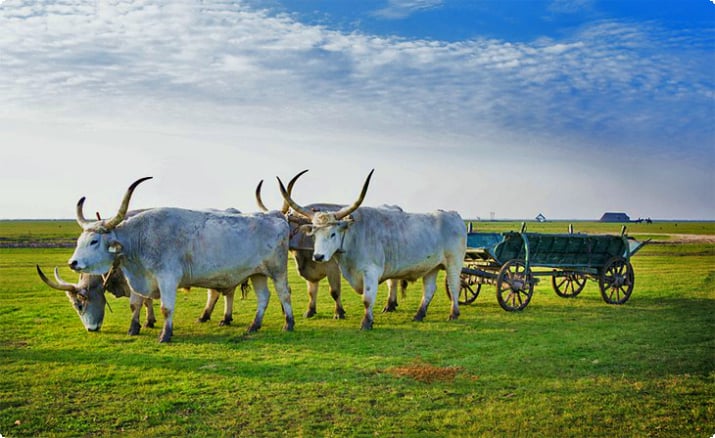Традиционный крупный рогатый скот в национальном парке Хортобадьи