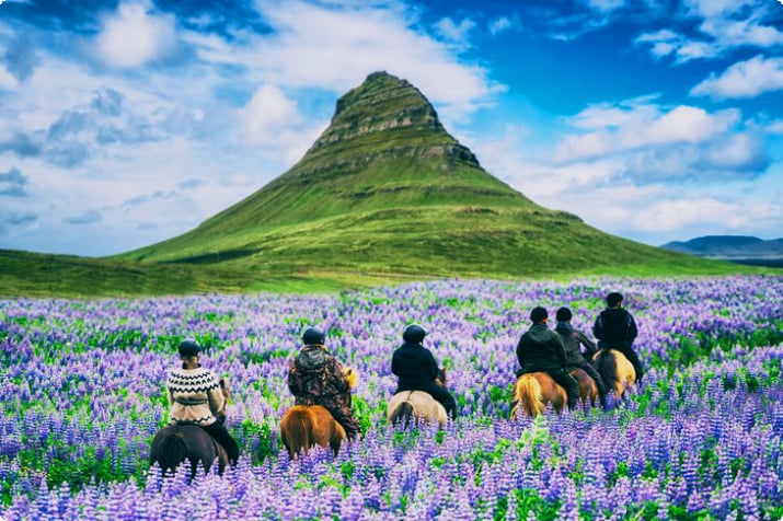 Конная прогулка по люпину в Исландии