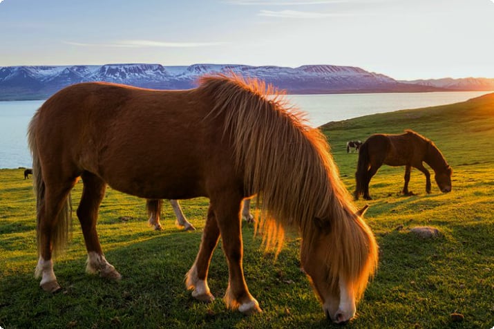 Исландские лошади, освещенные полуночным солнцем