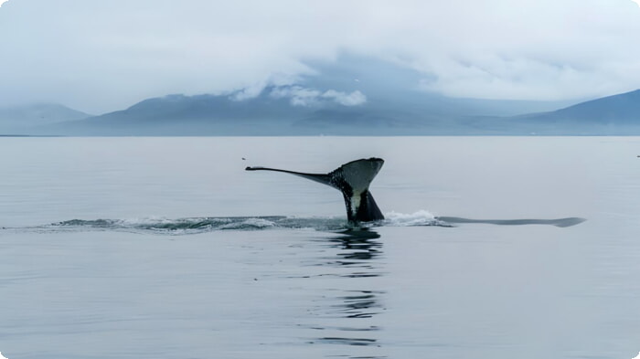 Тур по наблюдению за китами