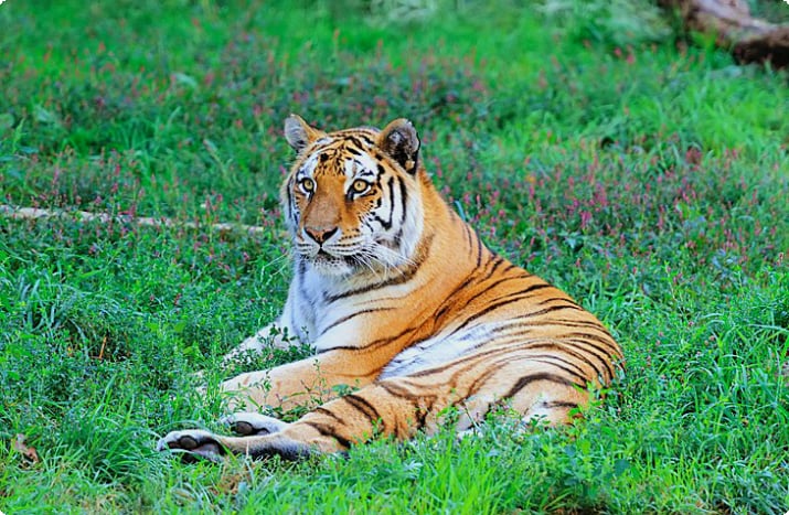 Тигр в зоопарке Линкольн-парка