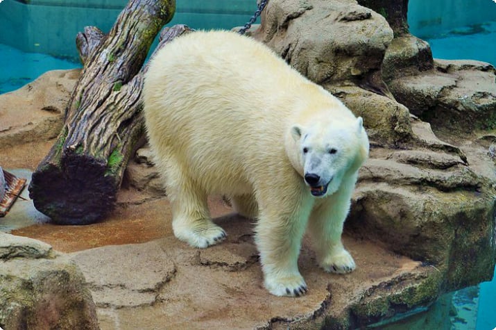 Jääkarhu Lincoln Parkin eläintarhassa