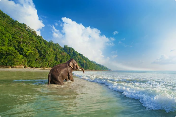 Слон в прибое на острове Хавелок, Андаманские острова
