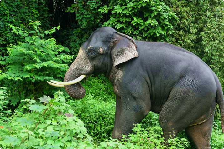 Дикий индийский слон в национальном парке Перияр
