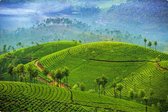 Munnar, Hindistan'daki çay tarlaları