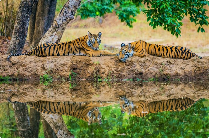 Тигры в национальном парке Бандхавгарх