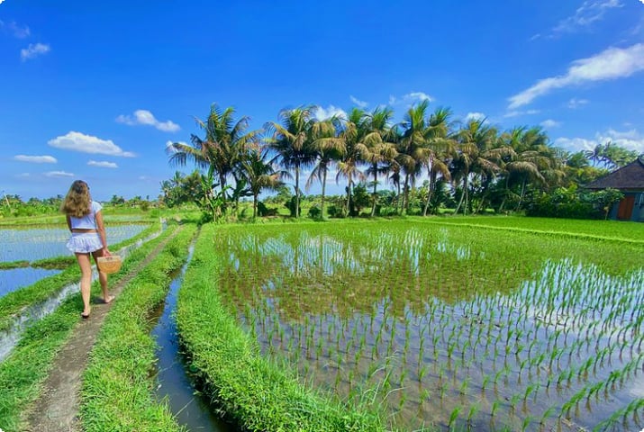 Дочь автора прогуливается по рисовым полям в Убуде