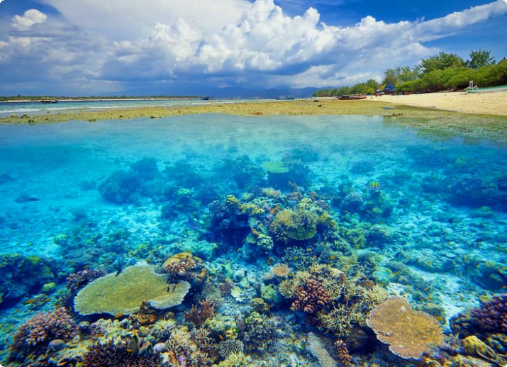 Vackert korallrev på Gili Trawangan