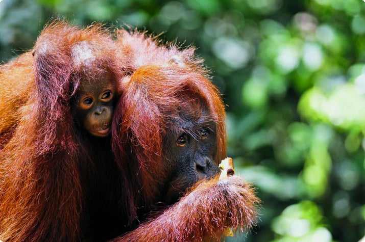 Orangutanger på Borneo