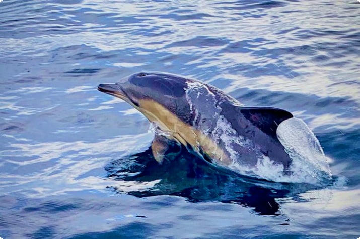 Дельфин, замеченный во время рыбалки charter