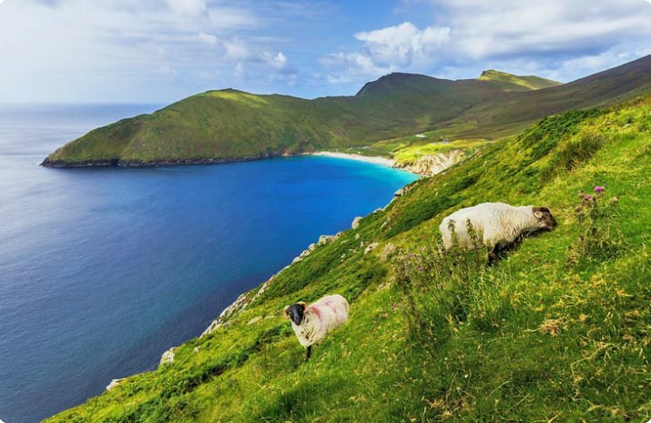 Овцы пасутся на острове Ахилл