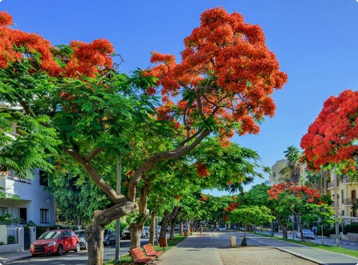 Деревья пуансианы в цвету на бульваре Ротшильда в Тель-Авиве