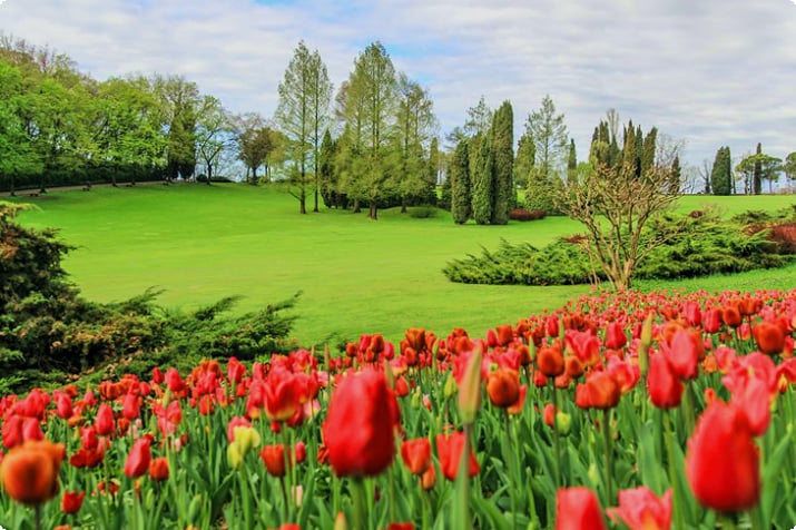Цветущие тюльпаны в парке Джардино Сигурта