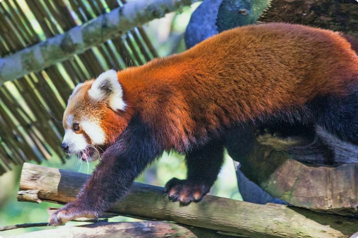 Punainen panda Pistoian eläintarhassa