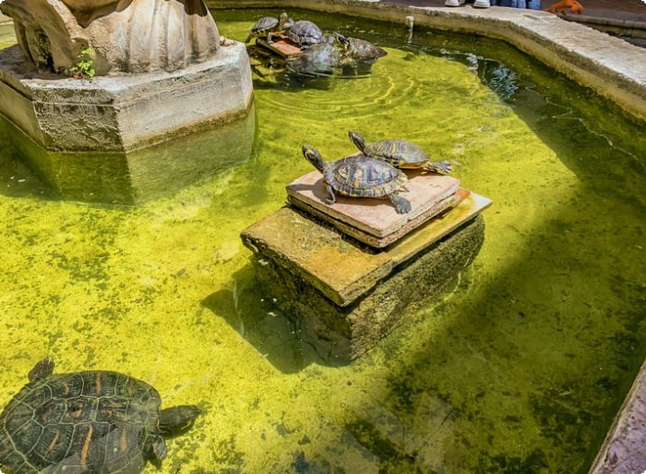 Sköldpaddor i en fontän vid Antonino Salinas regionala arkeologiska museum i Palermo