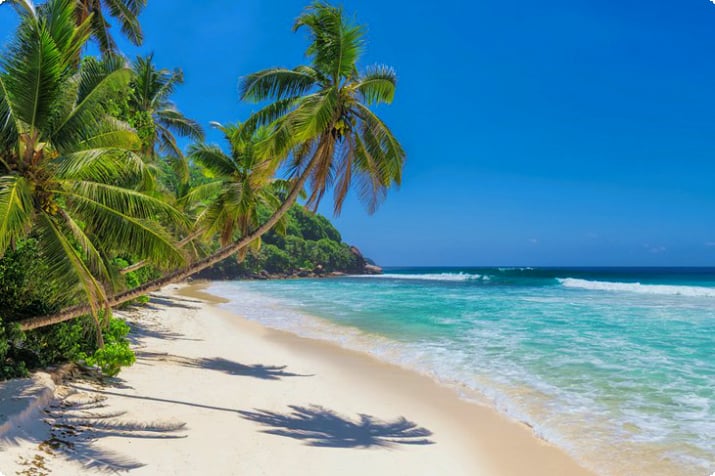 Пляж с пальмами на Ямайке