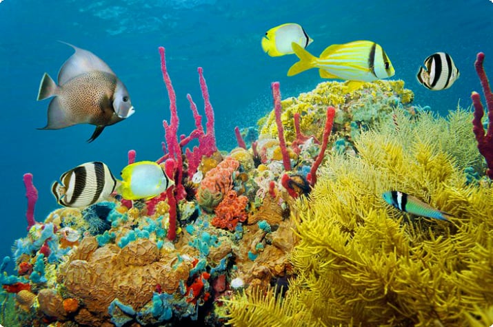 Красочные рыбы и кораллы