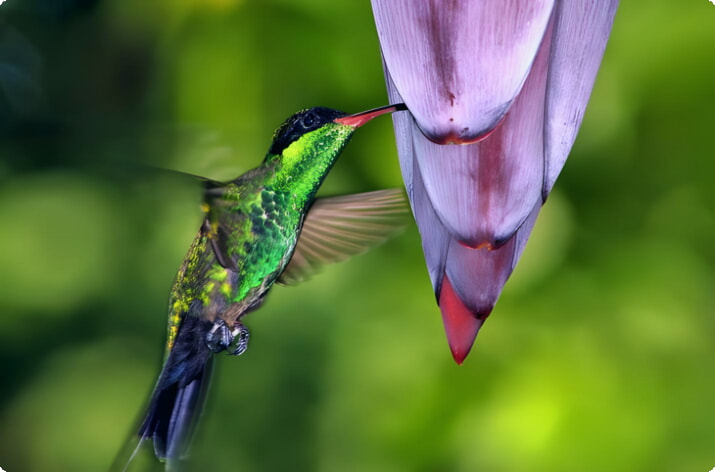 Колибри кормятся тропическими цветами в заливе Монтего