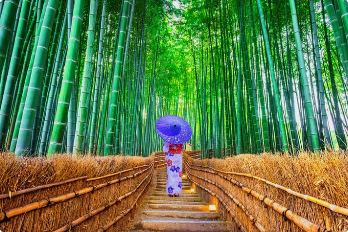 Der Arashiyama-Bambuswald