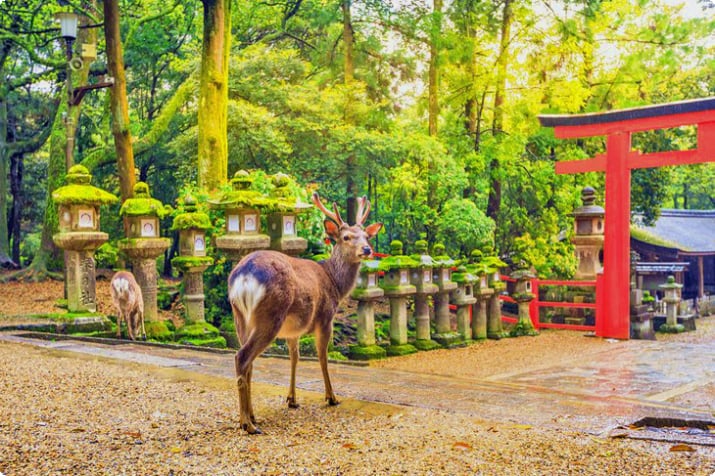 Wildhirsch im Nara-Park