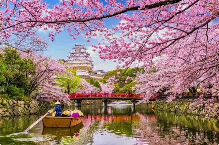 Sakura-Blüten und Schloss Himeji