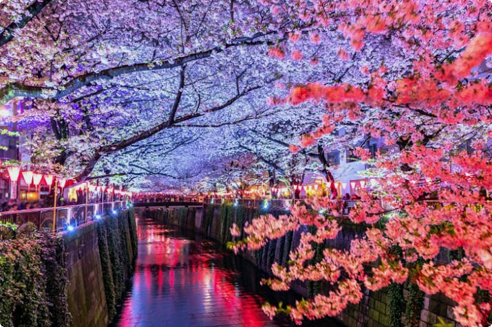 Meguro Nehri üzerinde gece aydınlatılan kiraz çiçekleri