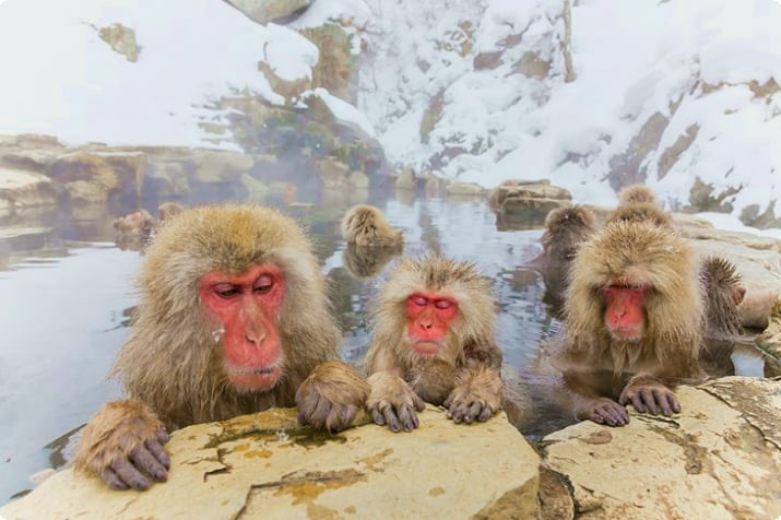 Japanische Makaken im Jigokudani Snow Monkey Park
