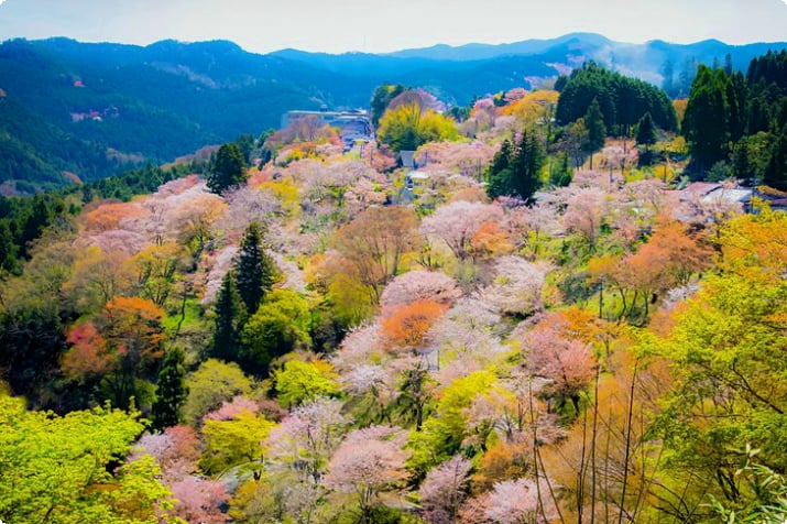 Sakurapuut kukkivat Yoshinon vuorella