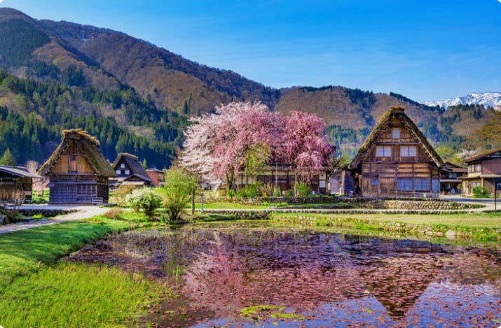 Kirschblüten im Dorf Shirakawa-go