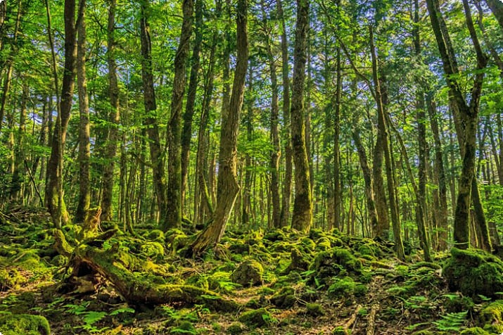 Aokigahara-Wald