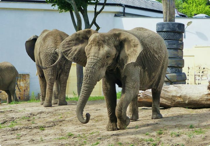 Слоны в зоопарке Хигасияма