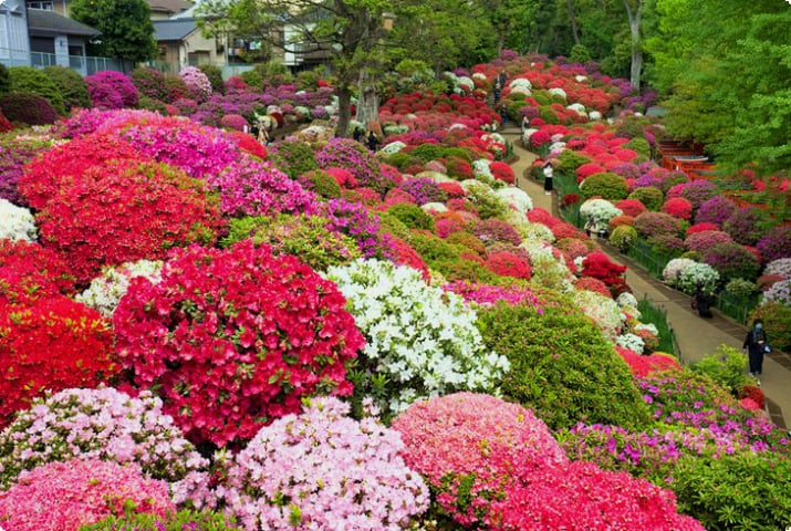 Azalea-Garten am Nezu-Schrein in Tokio
