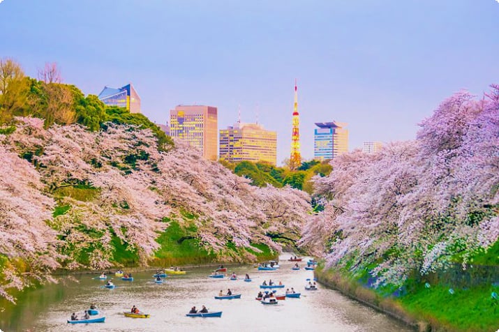 Chidorigafuchi Park mit Kirschblüten