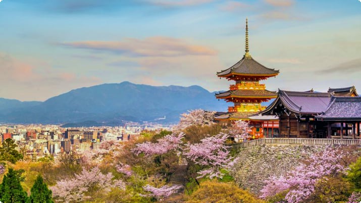 Kiyomizu-Dera-Tempel während der Kirschblütenzeit