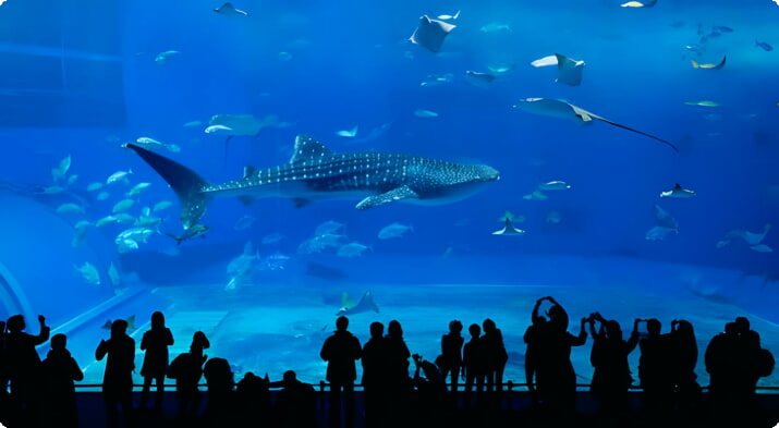 Walhai im Okinawa Churaumi Aquarium