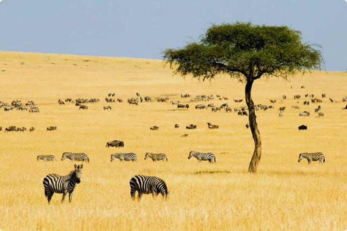 Maasai Mara Nationalreservat