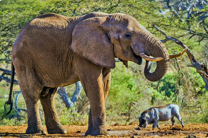Слон и бородавочник в холмах Чулу
