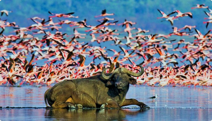 Бизон лежит перед большой стаей фламинго на озере Накуру