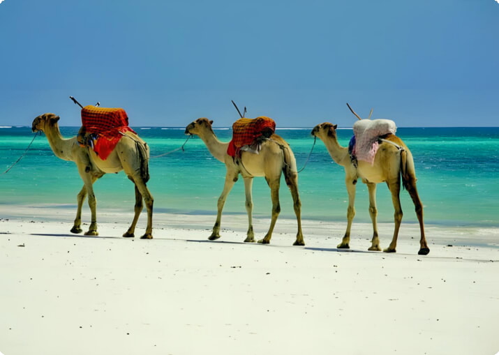 Kameler på stranden i Mombasa